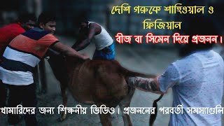 দেশি গরুকে শাহিওয়াল ও ফ্রিজিয়ান বীজ বা সিমেন দিয়ে কৃত্রিম প্রজনন। Cow breeding