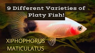 9 Different Types of Platy (Xiphophorus Maculatus)