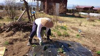 ☆第６回☆ 市民農園・有機栽培「甘楽ふるさと農園」猪鼻さん、イチゴにエサを❤️