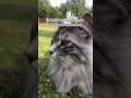 Ну и тыщь 15 на довольно большой мешок корма кот cat вреки врекиютуба funny meme водка любо