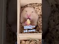 倉鼠邊睡邊吃？hamster closes her eyes to eat shorts