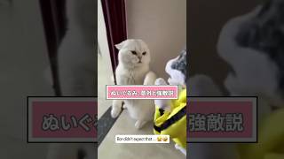 ネコさんの動画見て笑ったら寝ろwwwwwww