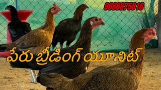 Peru breeding unit Kanna farms peruకోడి పిల్లలు మరియు పేరు క్రాస్ కోడి పిల్లలు అవైలబుల్