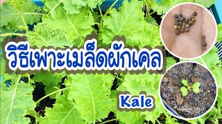 Ep1 วิธีเพาะเมล็ดผักเคล | คะน้าใบหยิก | How to grow Kale from seeds 🥬