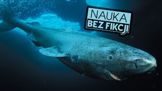 Najdłużej żyjące zwierzęta | Nauka BEZ fikcji #13