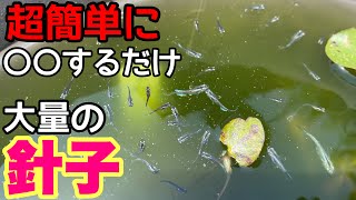 簡単にメダカを大量に増やす方法！○○すると針子だらけ！ビオトープで効果大！ メダカ睡蓮ビオトープ