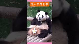 Panda 情人节的大熊猫们，之二，福宝今天收到宋爷爷的情人节礼物，好喜欢，抱在怀里蹭来蹭去～💝💝 #大熊猫 #情人节