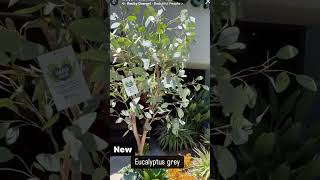 Artificial Eucalyptus tree with succulents- Custom made