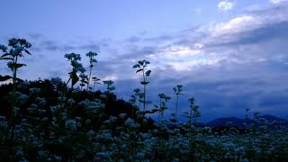 ソバ畑の夜明け