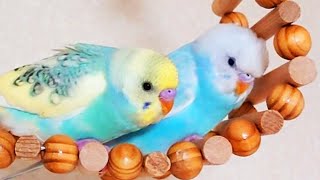 飛べるようになりました/セキセイインコの雛/生後33日目