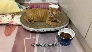 太热了怕小猫咪焖nong了，我上着班还偷溜回去给它开空调，小猫咪见我回来像看到救星一样的……