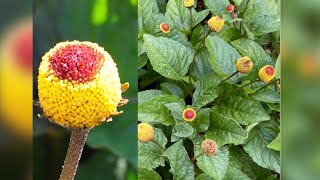 How to Harvest toothache plant flower seeds and what it looks like quick fast easy