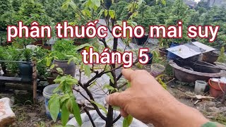 Tưới phân thuốc cho mai suy yếu trong mùa mưa 0988063918