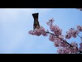 桜舞い 　ヒヨドリも舞い 俺も舞い！？　超高速撮影　 cherry blossoms are fluttering by bulbul high speed shooting