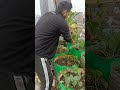 radish harvesting from kitchen garden organicgardening radish harvest