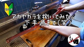 【料理】初めてヤガラを捌いてみた。リアルに下手すぎて見ない方がいいかも。