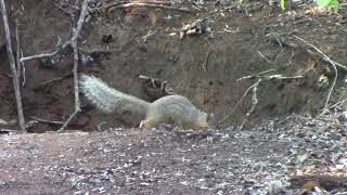 The endangered narrow-striped mongoose of Madagascar