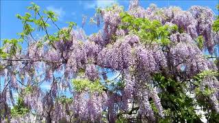 藤の花　満開の季節