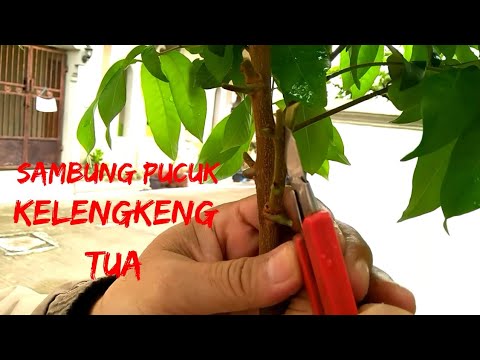 Cara Sambung Pucuk Kelengkeng Pohon Besar - YouTube