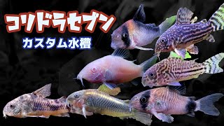 アクアリウム サテライトとコリドラスの稚魚
