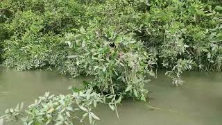 Halda River Fresh water ecosystem to saline water ecosystem