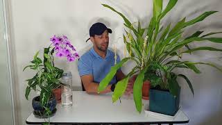 My Houseplant - Dendrochilum Latifolium Orchid Care