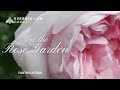 ROSE LOOK BOOK - IN THE ROSE GARDEN - Fantin Latour Rose | EVERBEE - Ldn: GARDEN