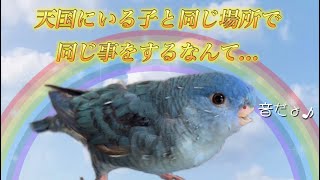 文鳥・セキセイインコ・サザナミインコ水浴び