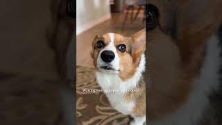 Grumpy Corgi #shorts #cute #corgi