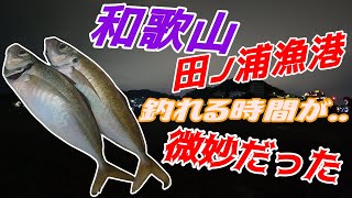 ライトかご釣り 和歌山田ノ浦漁港 12月 奴らは真冬の真夜中にやってくる。