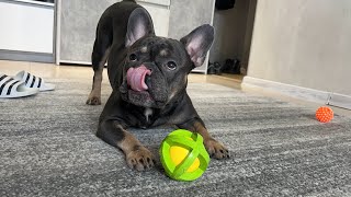 Reaction to a new toy | French Bulldog