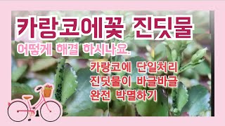 카랑코에 꽃대에 진딧물이 바글바글 #카랑코에꽃 #병충해완전박멸 #다육이진딧물 #카랑코에키우기 #가랑코에잎꽂이 #깍지벌레박멸 #묵은둥이 #다육이키우기