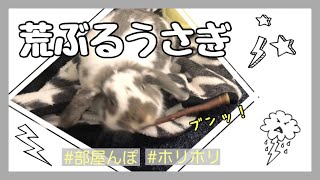 【部屋んぽ】去勢後の赤ちゃん返りか！？