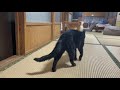 帰宅したパパを待ち受けていたものは…草超えて竹　dog and cats welcoming owners home