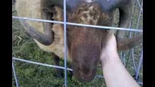 Friendly Shetland Ram