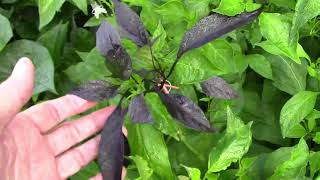 Our Grafting Projects - 4 Types Of Tomatoes On 1 Plant, 7 Peppers on 1