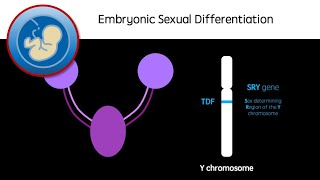 Embryonic Sexual Differentiation