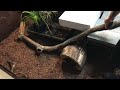 huge indoor cuviers dwarf caiman enclosure with pond build final episode 5 diy build tour