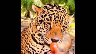 jaguar smells egg