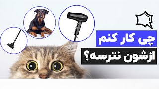 🐱 آموزش تربیت بچه گربه در 5 قدم طلایی