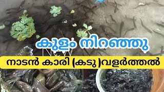 നാടൻ കാരി മീൻ വളർത്തൽ  (കടു ) കുളം നിറയെ മീൻ  || Fish farming kerala