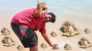 சங்கு வேட்டை|Conch Shell Hunting and Cooking|வங்க கடல் வேட்டை|Village Food Safari|Suppu