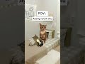 Di kurung seharian 🤣 | #kucing #kucinglucu #meme #memekucing #pov #shorts #shortvideo