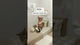 Di kurung seharian 🤣 | #kucing #kucinglucu #meme #memekucing #pov #shorts #shortvideo