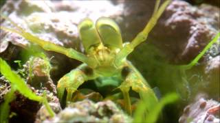 Mantis hd.wmv