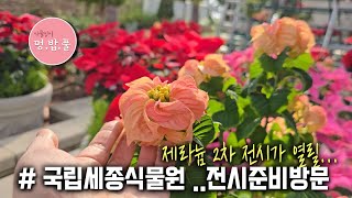 세종식물원 제라늄전시장 준비 방문 #25년2월 전시