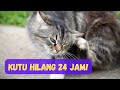 Kutu Kucing & Cara Menghilangkan Dalam Masa 24 Jam