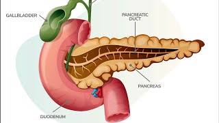 ALL ABOUT PANCREAS