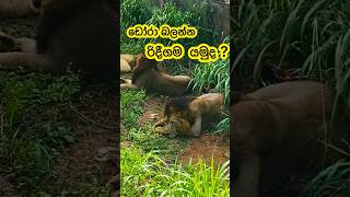 ලංකාවේ නිදහසේ ඉන්න සිංහයෝ!  Lions in Ridigama Safari park Sri Lanka ❤️❤️❤️#lion #nature #foryou