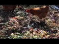 permaculture composting in place soil building